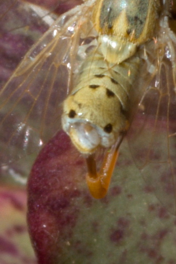 (Tephritidae) Terellia fuscicornis